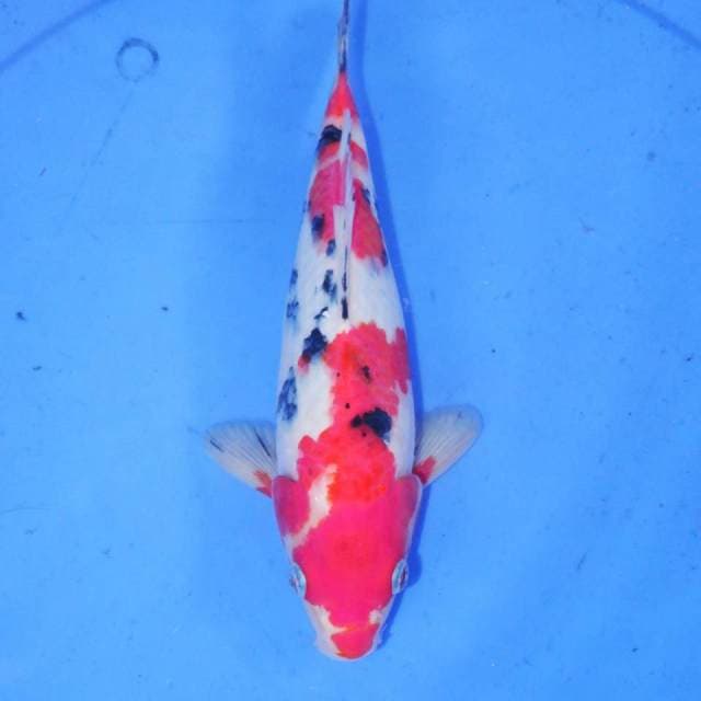 24cm SANKE
