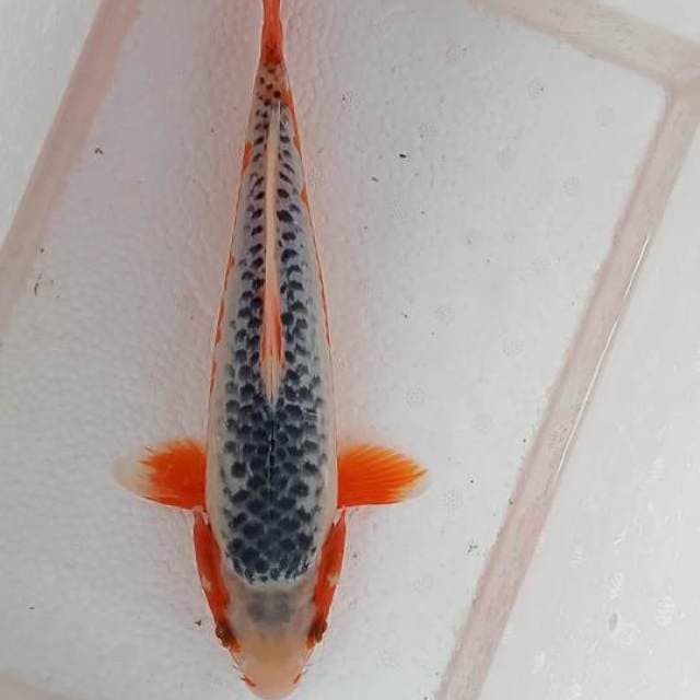 Asagi 28cm