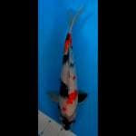 Kindai Showa 40Cm