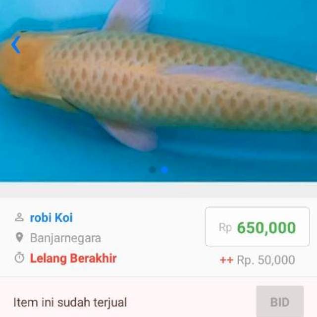 Bid N Run savee koi mranggen..