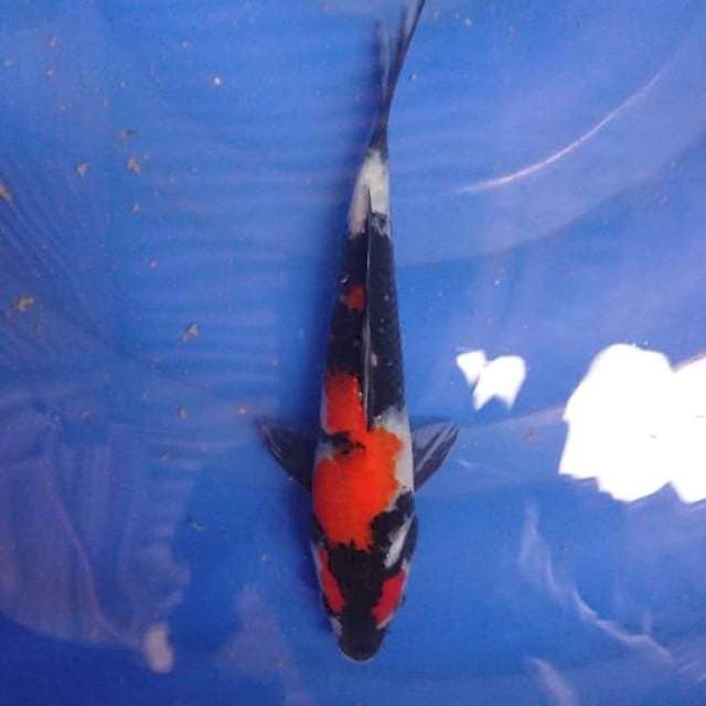 Showa 20cm
