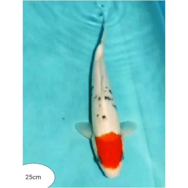 ~{sun}~tc beni matsukawa 26cm