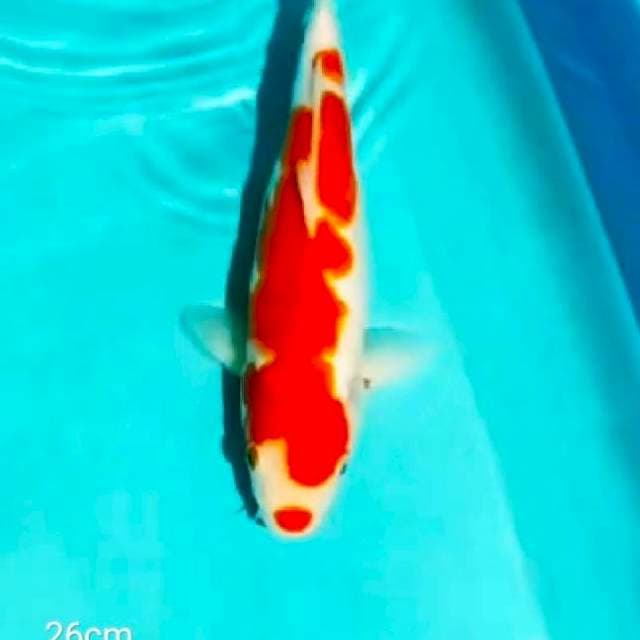 ~{sun}~kohaku doit 25cm