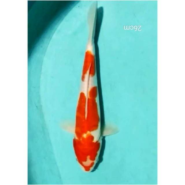 ~{sun}~kohaku doit 25cm