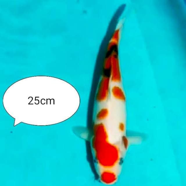 ~{sun}~kucibeni sanke 25cm