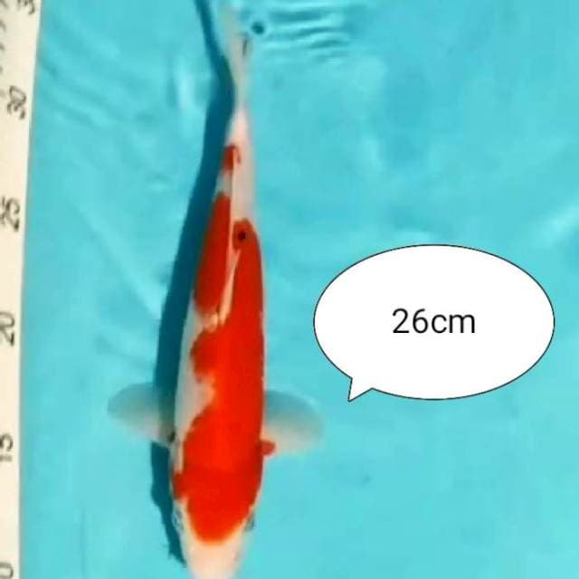 ~{sun}~kohaku 26cm