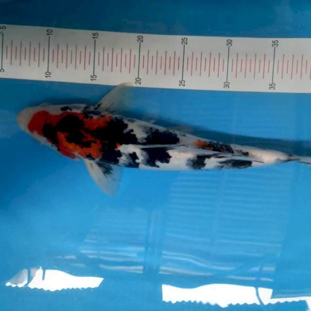 Sanke gondrong 35cm