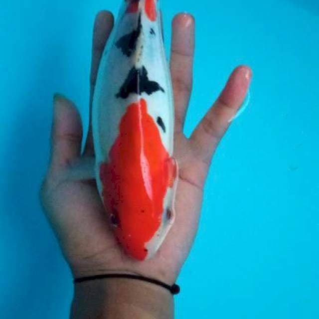 Sanke doitsu murni size 25cm