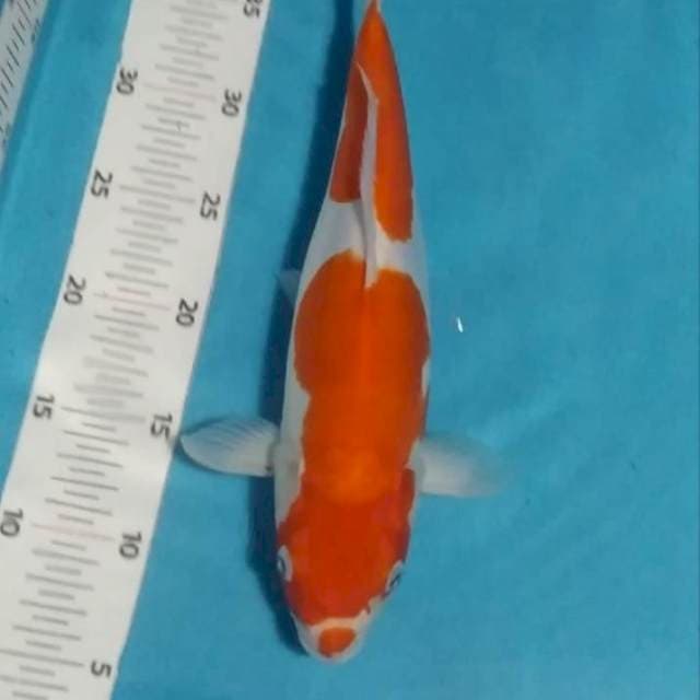 30# kohaku doit murni 33cm