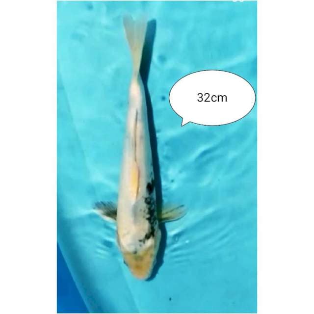 30#matsukawa 32cm