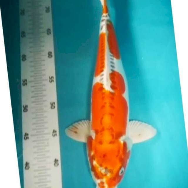 30# kujaku doit 40cm
