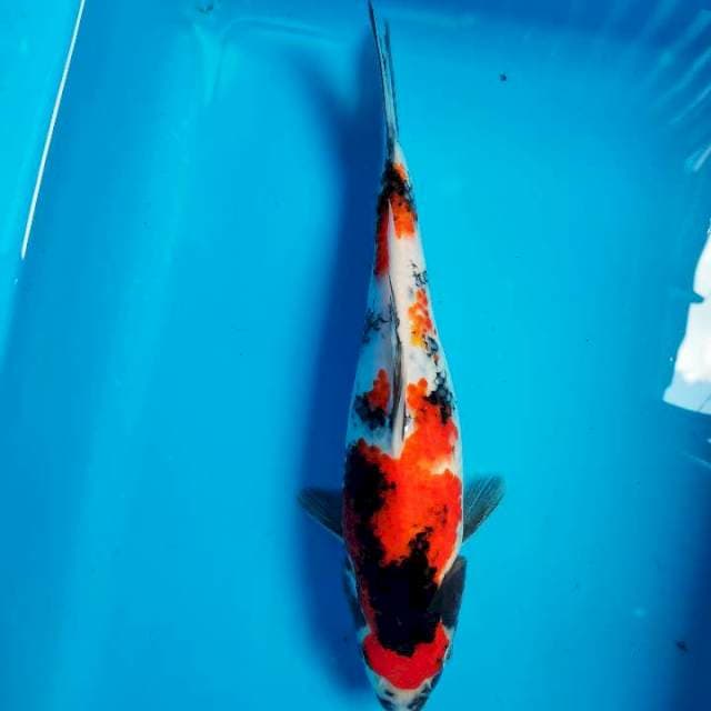 MARUTEN SHOWA 27cm