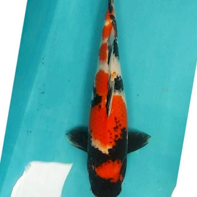 30# showa joss 40cm