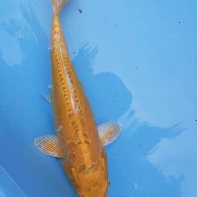 Ogon