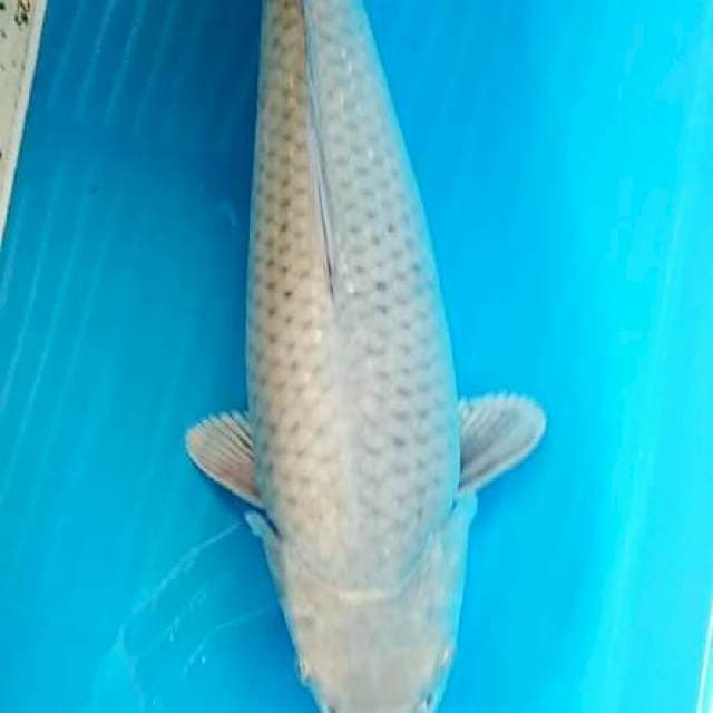 suragoi 35 cm famale