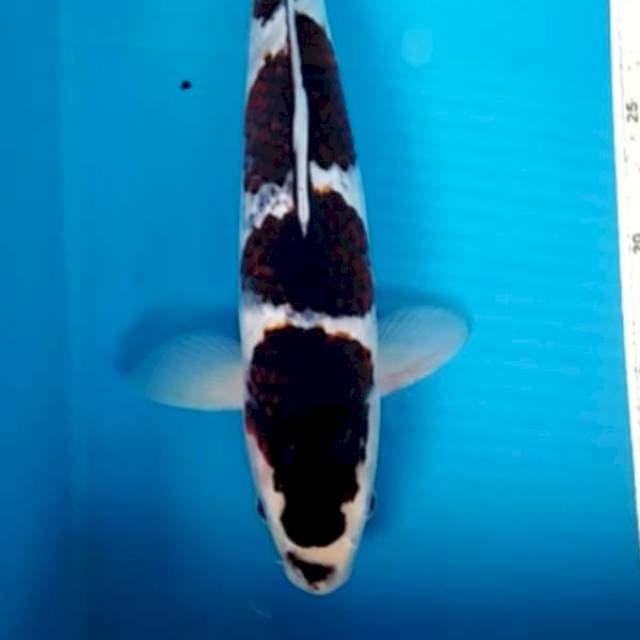 goromo 35 cm male