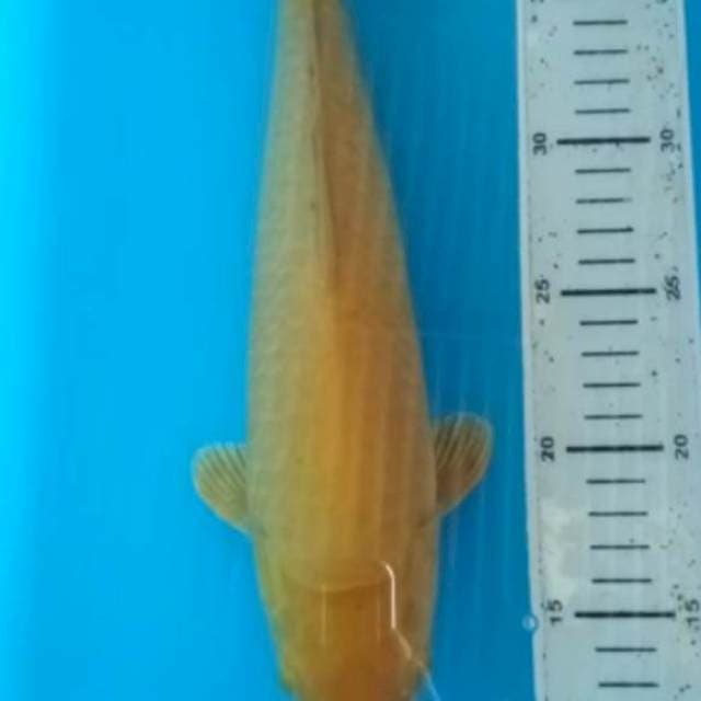 karasi male 31 cm