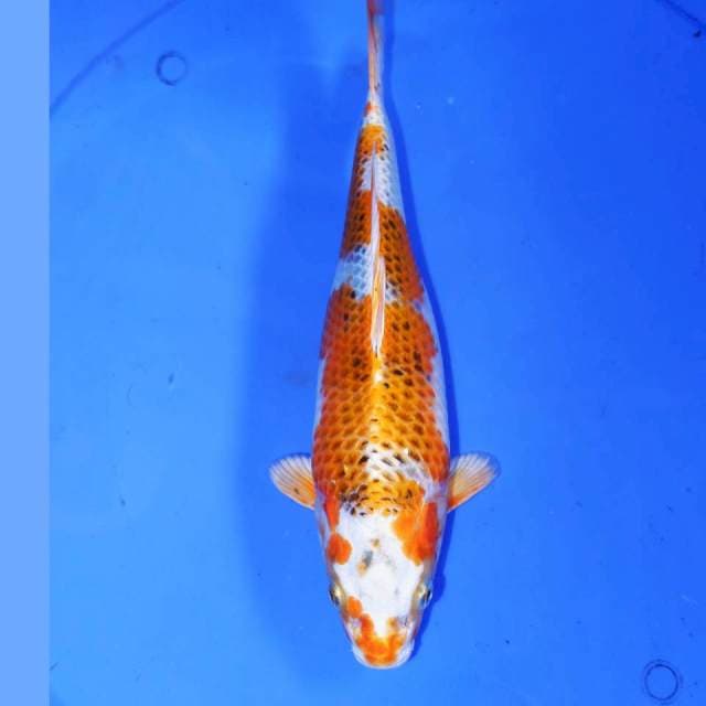 KUJAKU 28cm