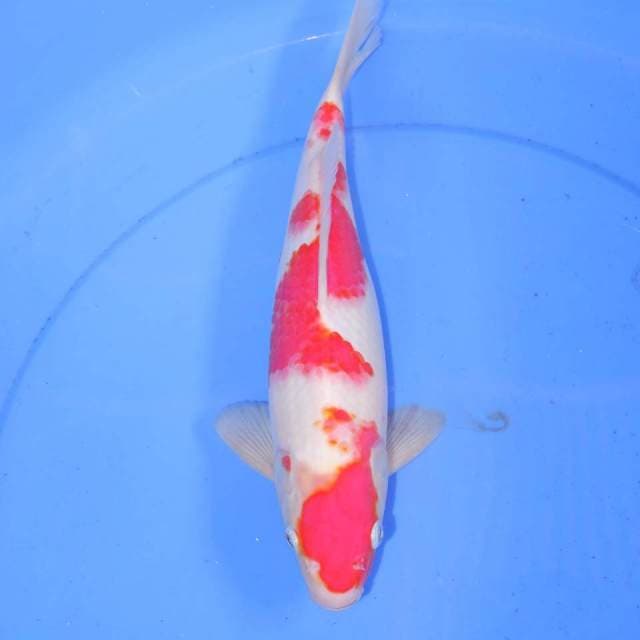 KOHAKU 31cm