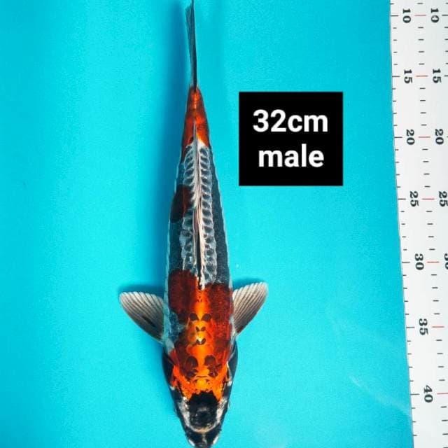 Benikiko strong 32cm male