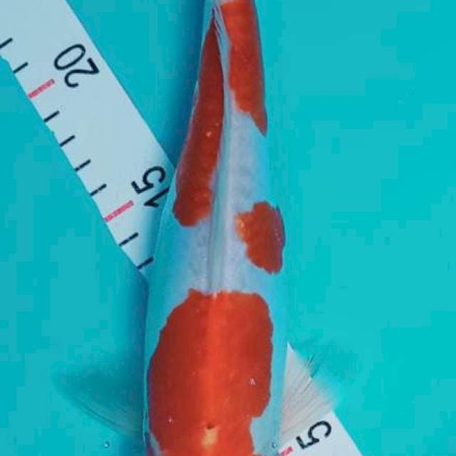 Kohaku doit su 28 cm