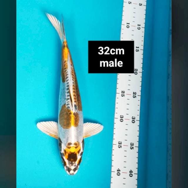 Maruten gold kiko 32cm male