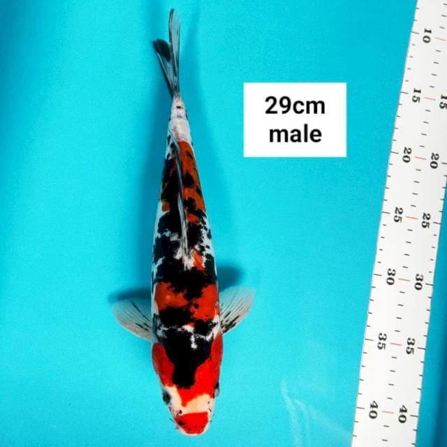 Doitsu sanke jos 29cm male