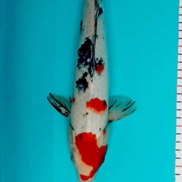Sanke 33 cm