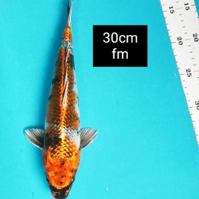 Showa kujaku 30cm