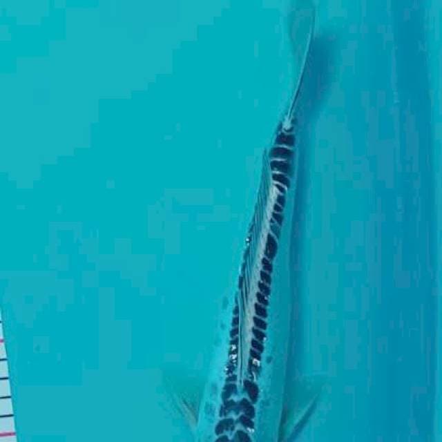 Susui 30 cm