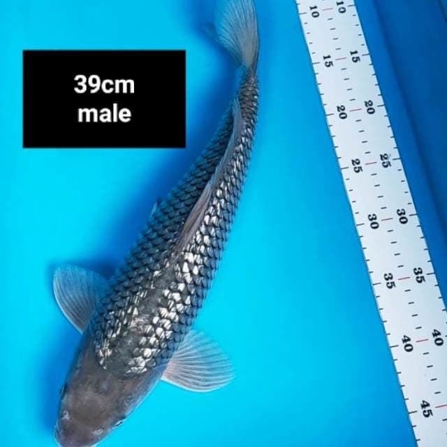 Soragoi ginrin punuk 39cm male