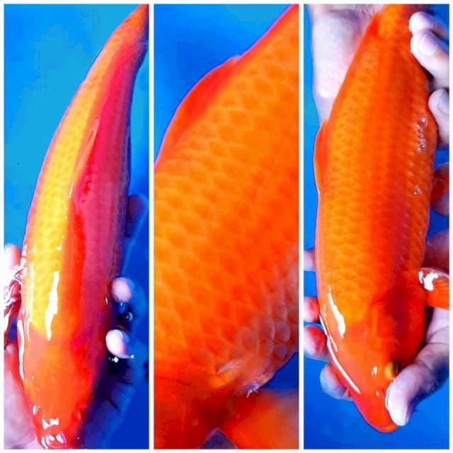 Red karasi super fukurin