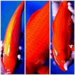Red karasi super fukurin