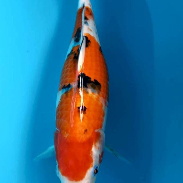 Shanke bulki 39cm