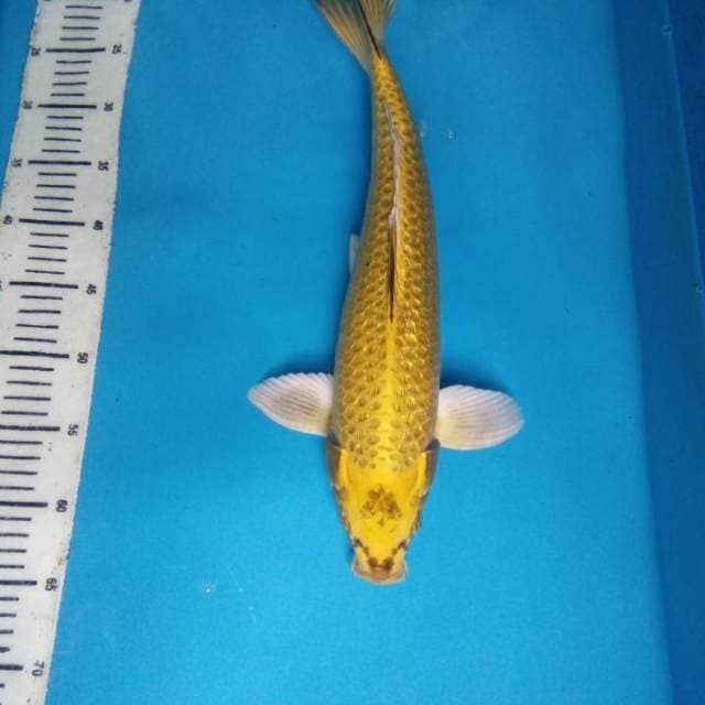 Yamabuki Ogon