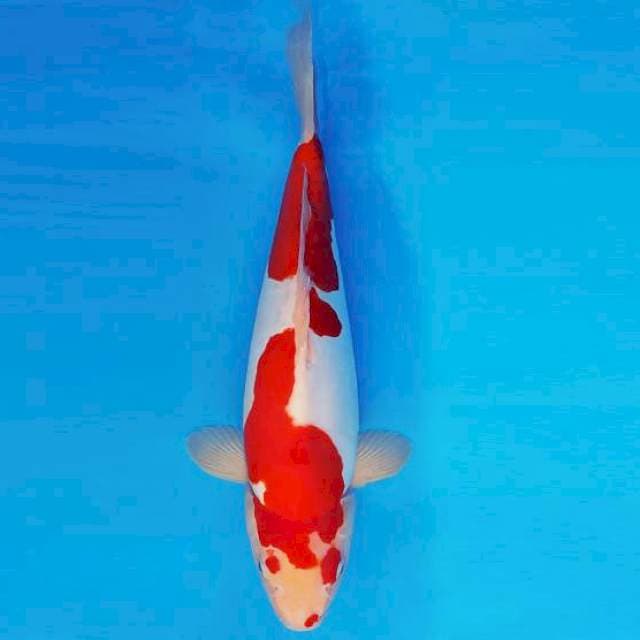 IWOJIMA 14 ~ KOHAKU DOITSU ™