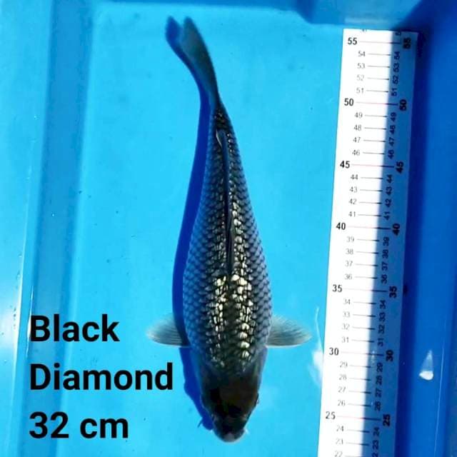 Black Diamond 32 cm