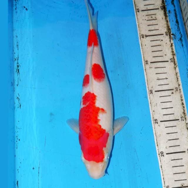 KOHAKU MANIS