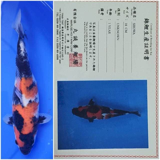 Showa Marusei 29cm