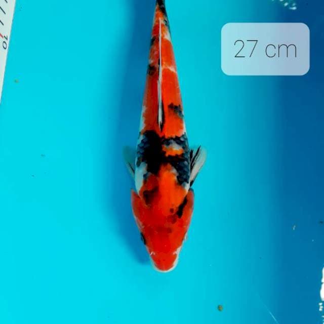Showa 27 cm