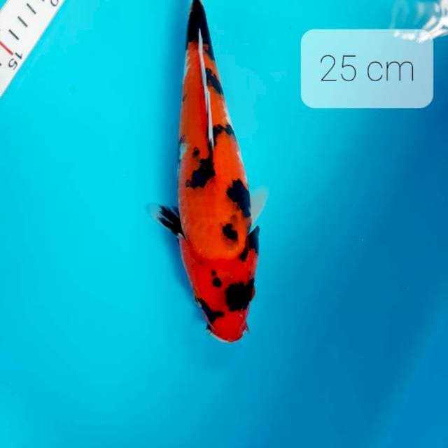 Hishowa 25 cm