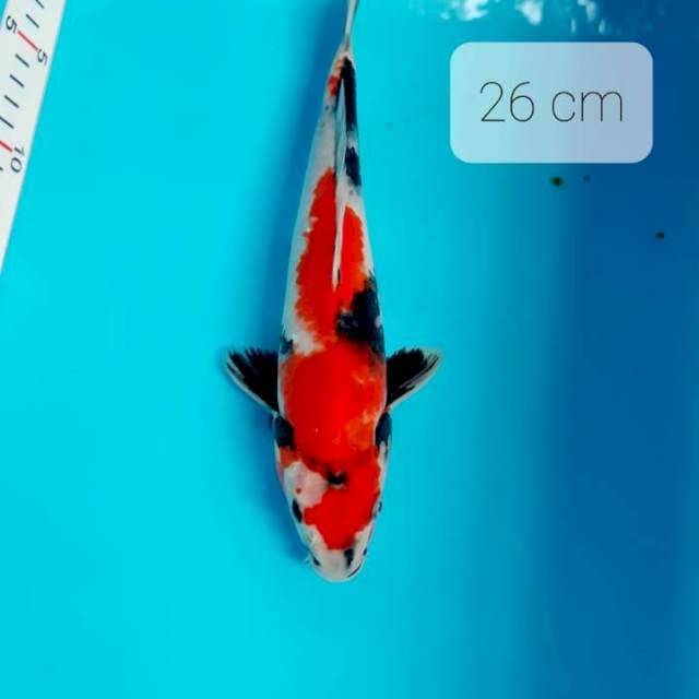 Showa 26 cm