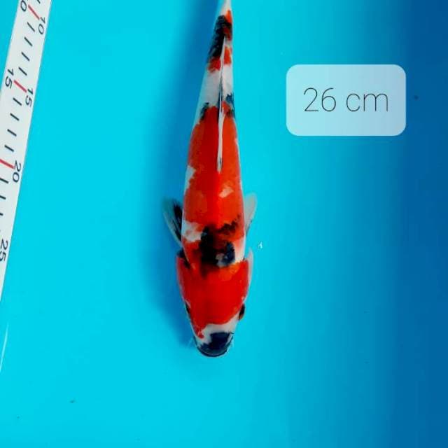 Showa 26 cm