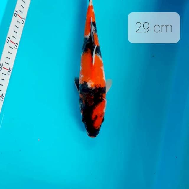Showa 29 cm