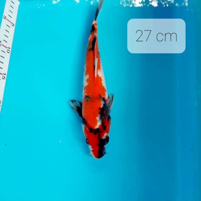 Sh 27 cm