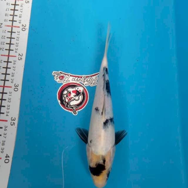 SHIRO 22CM JANTAN_KAISAR KOI BLITAR