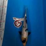 SHIRO 22CM JANTAN_KAISAR KOI BLITAR