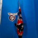 SHOWA 25CM JANTAN_KAISAR KOI BLITAR