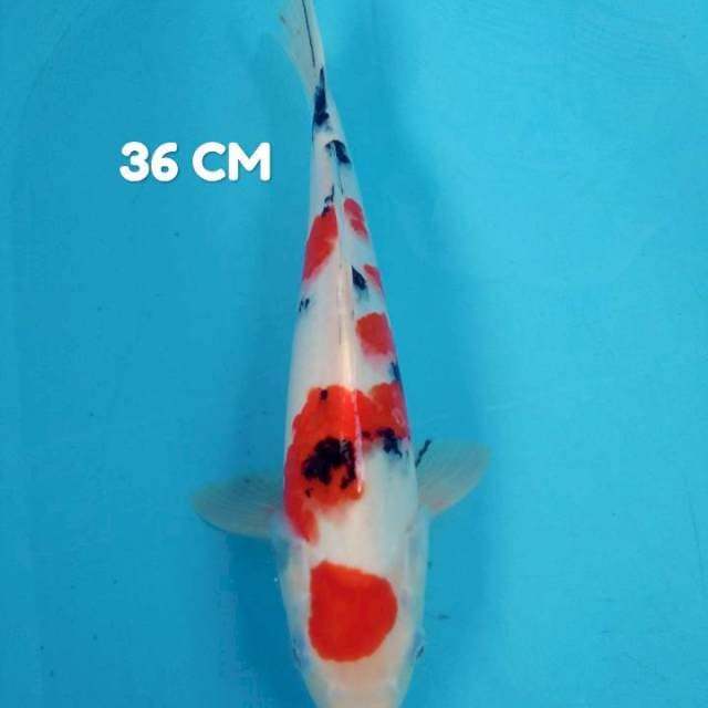 Maruten sanke 36 cm HQ 