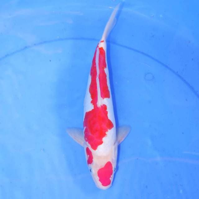 KOHAKU